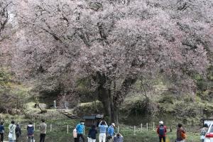 お大師桜の写真