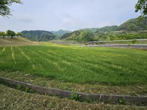 ﾎﾟﾋﾟｰ開花状況